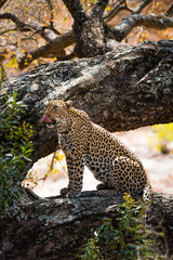 Leopard preached on tree branch
