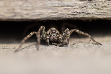 macro wood spider basking in the spring sun
