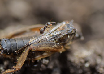 macro little ant on the defeated beetle