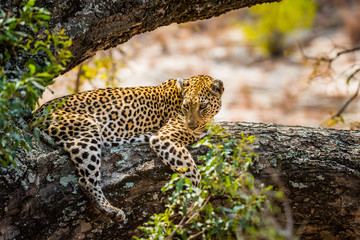 Fototapeta na wymiar leopard lying on tree branch