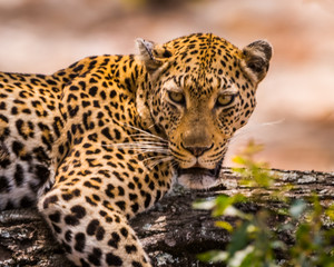 Plakat leopard lying on tree branch