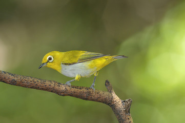 Oriental White-eye, Yellow lovely bird