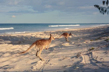 Deurstickers Kangoeroes op het strand © p a w e l