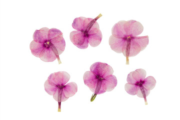 Set of pressed and dried flowers blue, pink phlox
