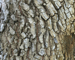tree bark photo texture for background nature.