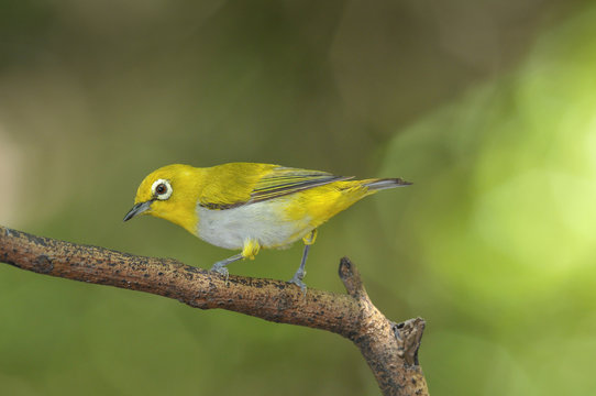 Oriental White-eye, Yellow lovely bird