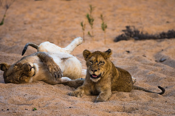Lions lying on dry river bed
