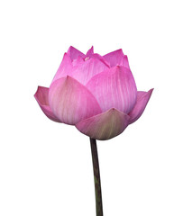 Lotus flower isolated on white background.