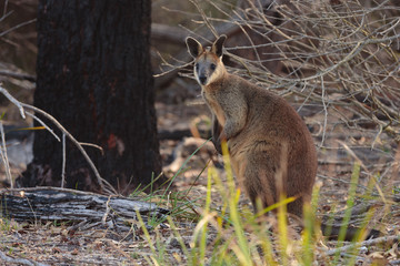 Wallaby in the bush © p a w e l