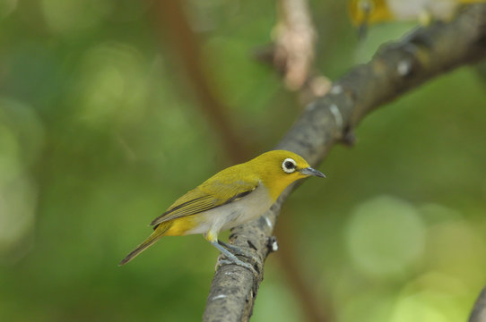 Oriental White-eye, Yellow lovely bird
