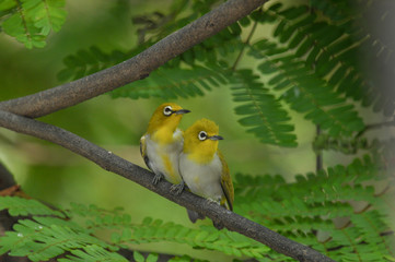 Oriental White-eye, Yellow lovely bird