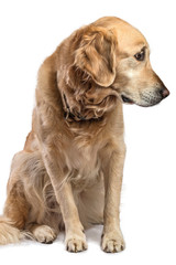 Golden Retriever dog sitting sad and suspicious