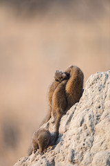 Mongoose on termite mound