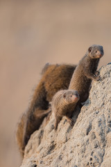 Mongoose on termite mound