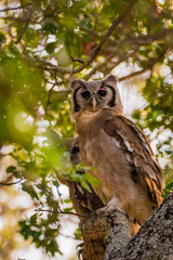 Verraux Eagle Owl