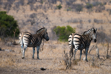 Fototapeta na wymiar Zebra on bush veld