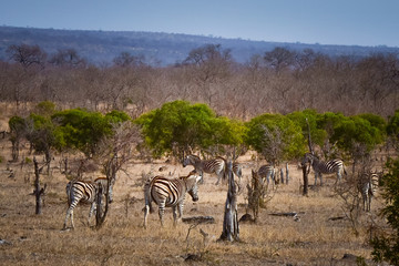Fototapeta na wymiar Zebra and Sprinkbok grazing in bush land