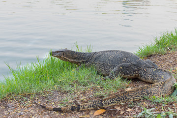 Varanus salvator