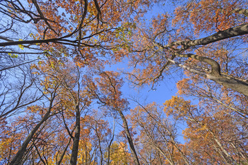 Looking up into Giants in the Fall
