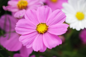 Obraz premium beautiful blooming cosmos flower background