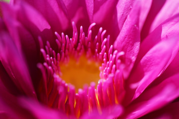 close up of colorful blooming lotus flower