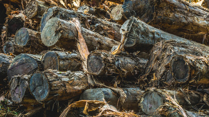 stack of Acacia wood timber in the log yard