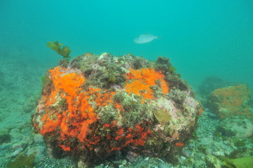 Naklejka na ściany i meble Large boulder covered with colorful encrusting sponges but missing vegetation on bottom in murky water.