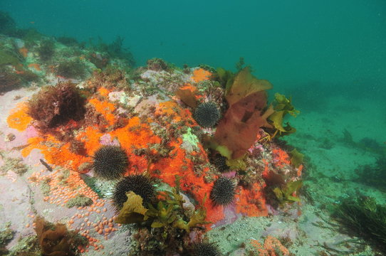 Fototapeta Rock on sandy sea bottom covered with colorful encrusting sponges and tunicates and crawling sea urchins Evechinus chloroticus.