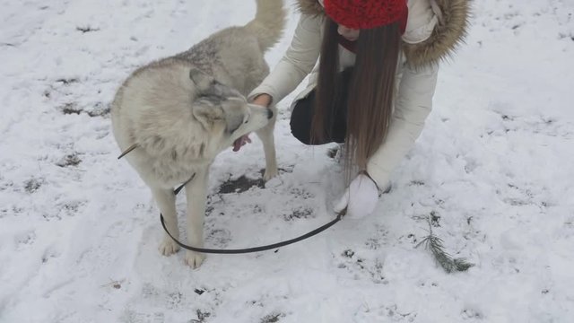 young cute warm dressed woman or girl taking care and playing with her siberian husky dog pet in the snowy winter forest or park