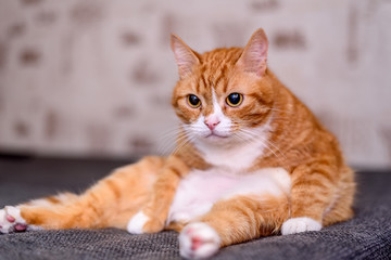 home red cat sitting on the couch.