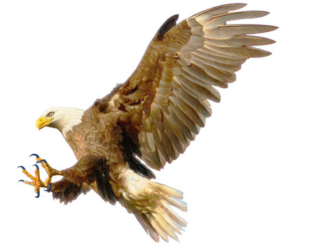 Bald eagle landing attack hand draw and paint color on white background illustration.