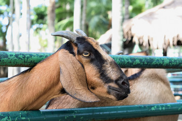 Goat in the cage
