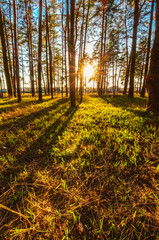 Beautiful landscape with trees at sunset