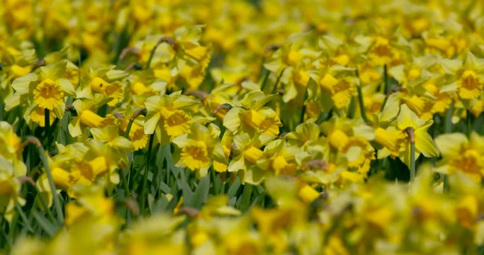 Large Group Of Daffodil'S; Spring Daffodils; Bainton, North Yorkshire