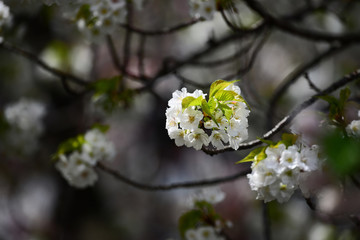 満開の八重桜