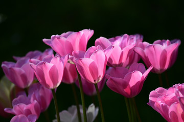Fototapeta premium 光に向かって咲くチューリップ