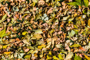 Leafy texture