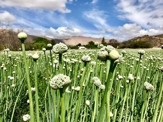 Onion Farm