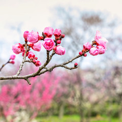 Plum Blossom in early spring. Located in Plum Blossom Hill, Nanjing, Jiangsu, China.