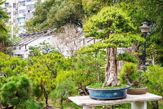 Bonsai in early spring. Located in Gulin Park of Nanjing, Jiangsu, China.
