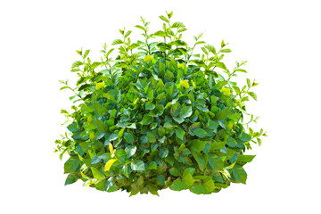 green bush isolated on white background.
