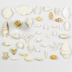 Sea shells and corals on a white background