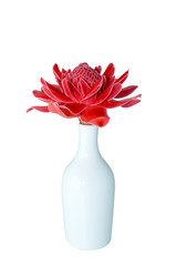 Red Etlingera elatior flower