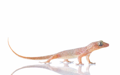 Fototapeta premium House lizard (Hemidactylus platyurus) isolated on white