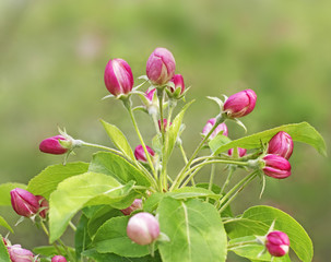  flowers and buds of an apple-tree
