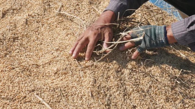 Lampang, THAILAND - November 28 : Thai farmer threshing by beating rice to separate seed from the trunks on the ground on November 28, 2015 in Lampang, Thailand.