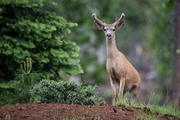 Naklejka na ściany i meble black tail deer