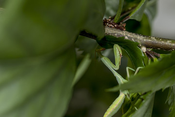 Little mantis on branch