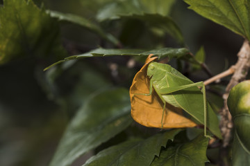 Obraz premium Bush-cricket on yellow leaf. Detail in high definition.