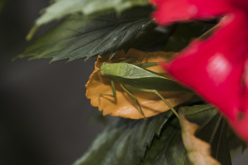 Bush-cricket on yellow leaf. Detail in high definition.